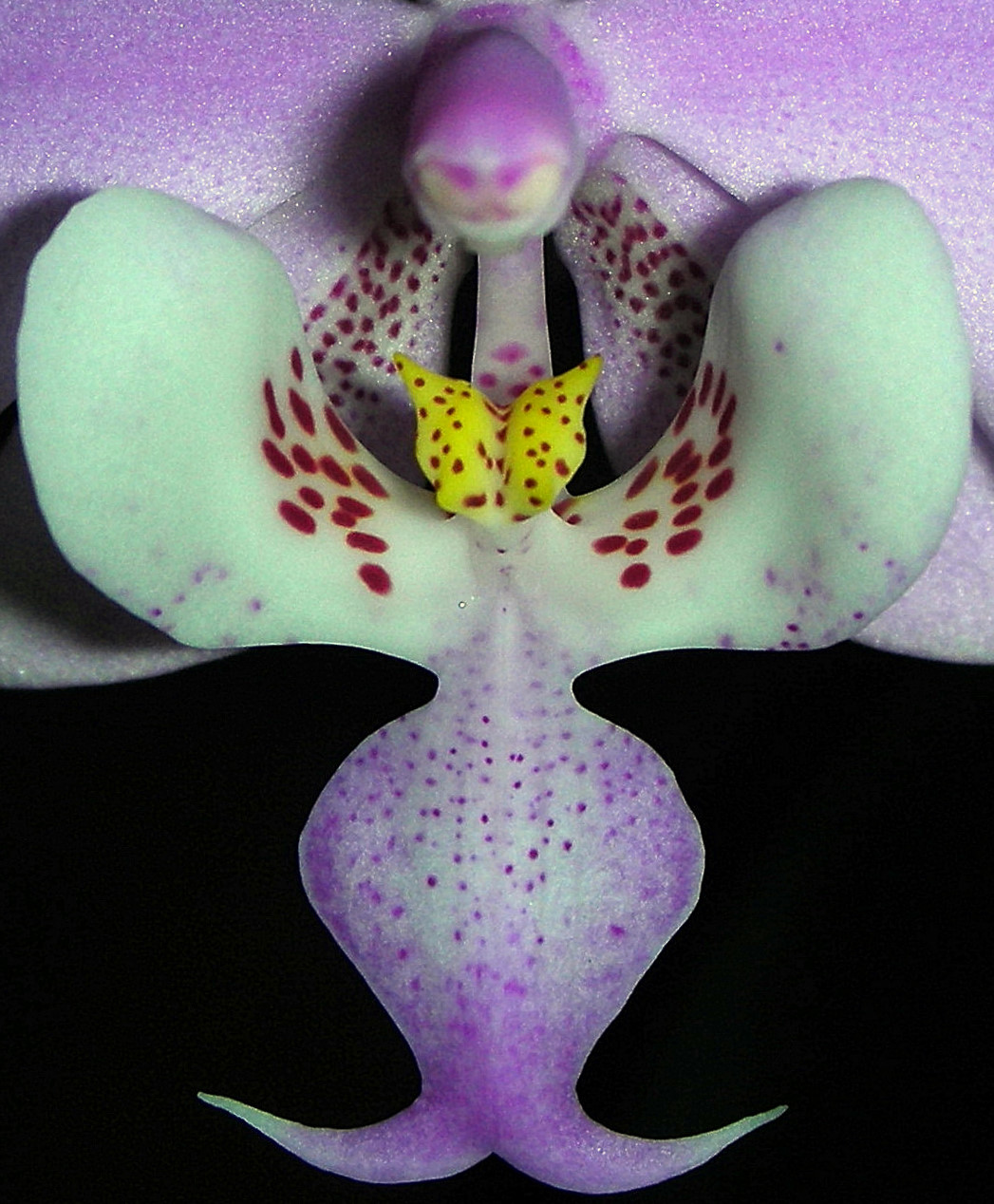 Phalaenopsis schilleriana – Storczyki Wiki